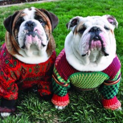 58447928417ce_ugly-sweater-dogs